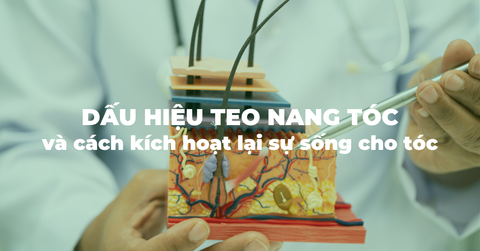 Chân tóc bị teo và rụng: Hiểu rõ nguyên nhân sinh học và liệu pháp phục hồi nang tóc chuyên sâu