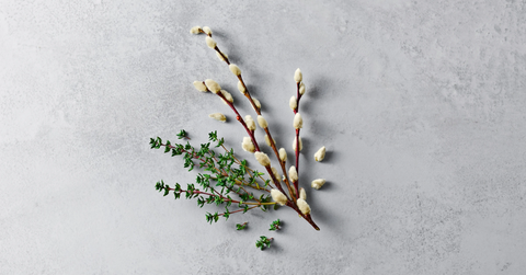 Willowbark - Vỏ liễu trắng: Hoạt chất Salicin tự nhiên giúp trị gàu bết?