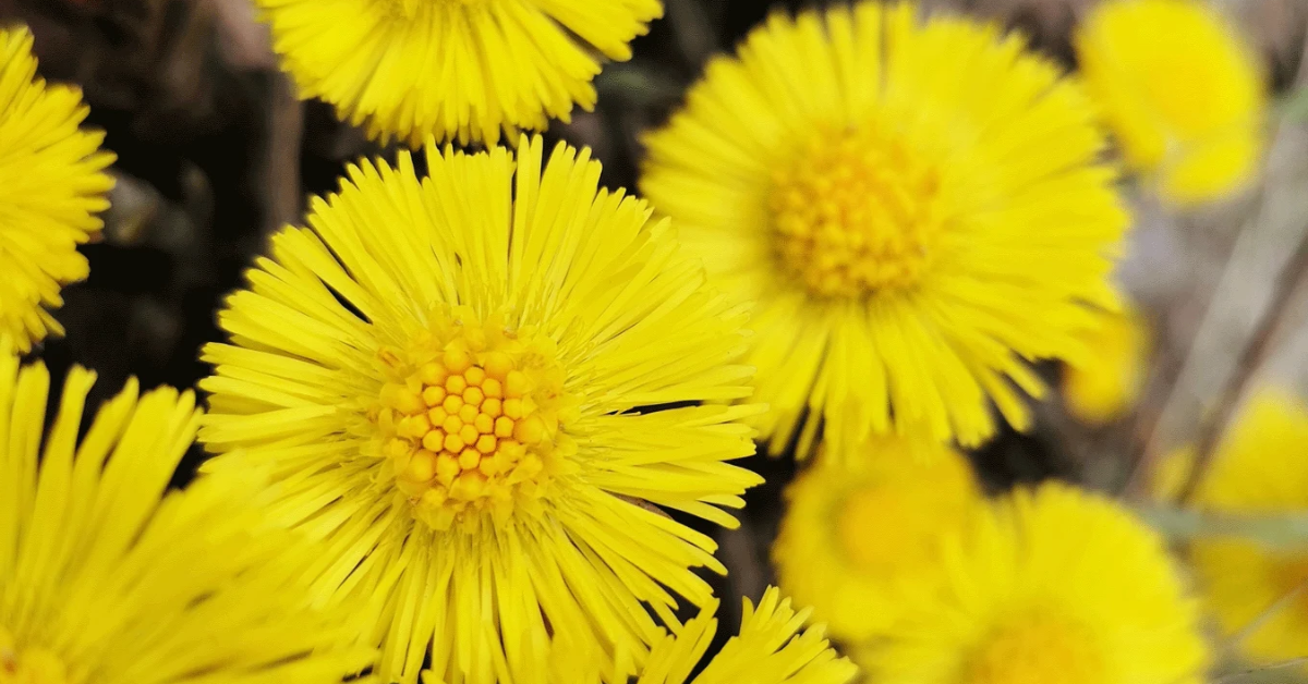 Khoản đông hoa (Coltsfoot) & Cây tầm ma (Stinging Nettle): Cặp đôi thảo dược Thụy Sĩ làm dịu & củng cố da đầu yếu