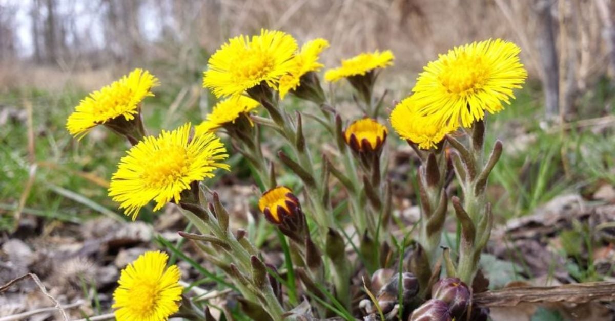 Dược tính của Cây Khoản Đông (Coltsfoot) trong việc làm dịu da đầu kích ứng