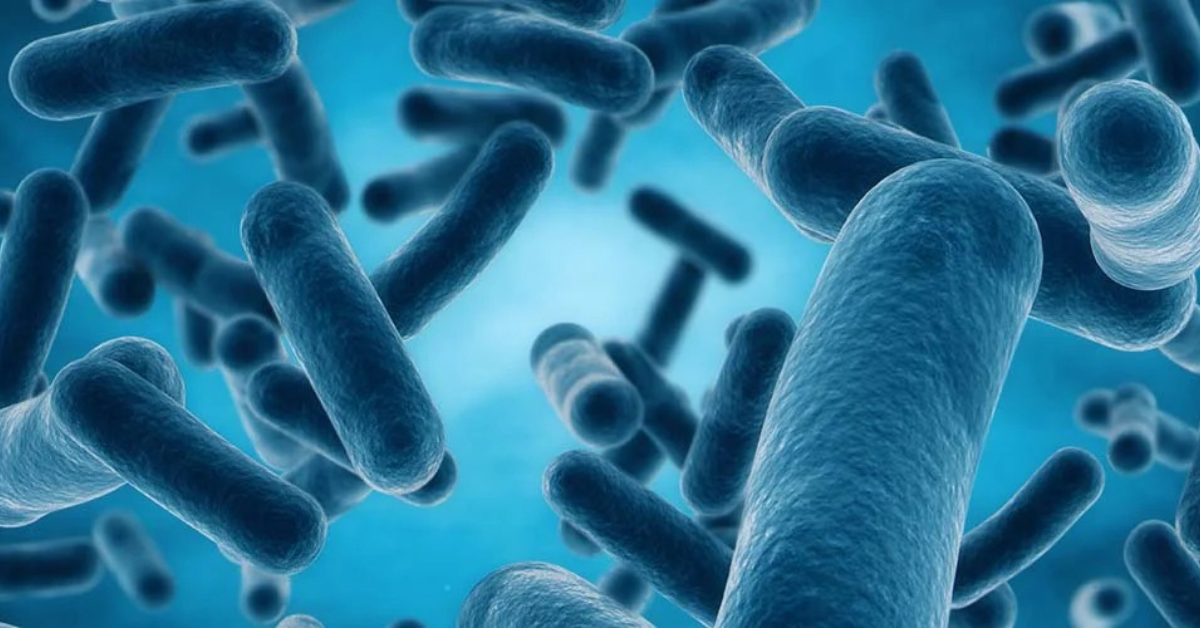 Mỹ phẩm Prebiotic và Probiotic là gì? Hiểu đúng để chăm sóc da đầu khỏe mạnh cùng RAUSCH