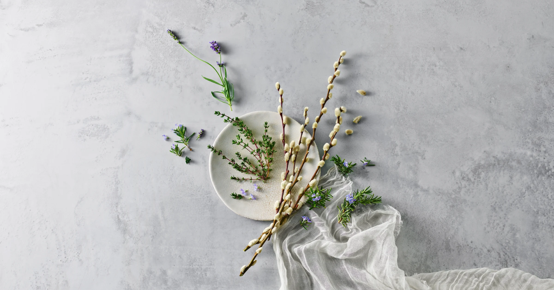 Vỏ cây liễu trắng (Willow Bark) là gì?
