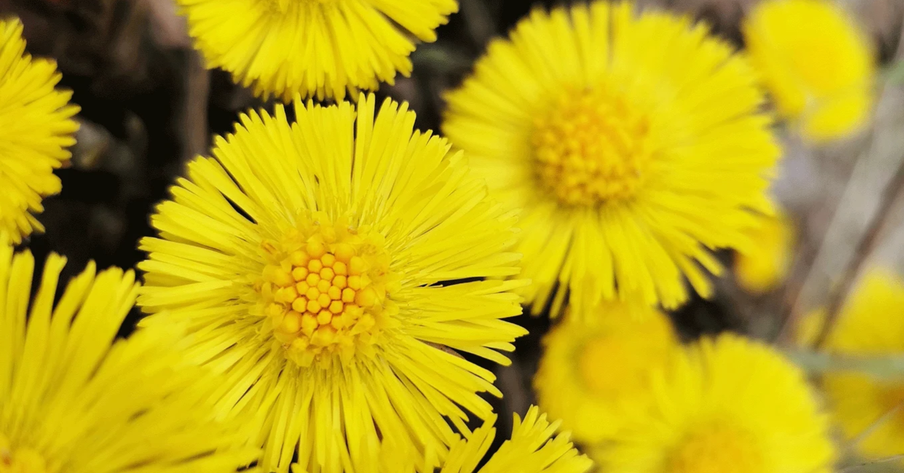 Khoản Đông Hoa (Coltsfoot) là gì?