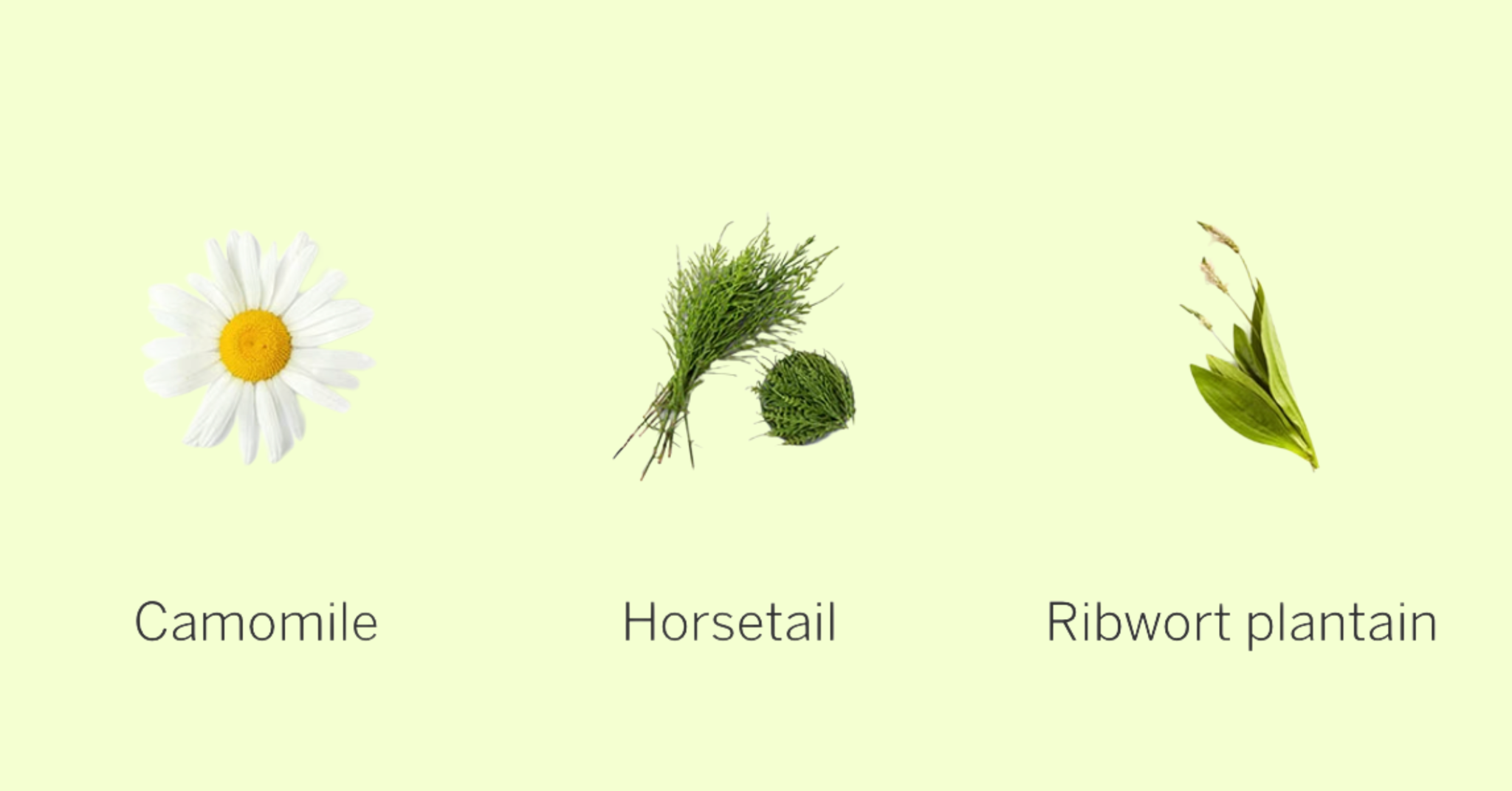 3 loại thảo dược nổi bật trong dòng Rausch Swiss Herbs