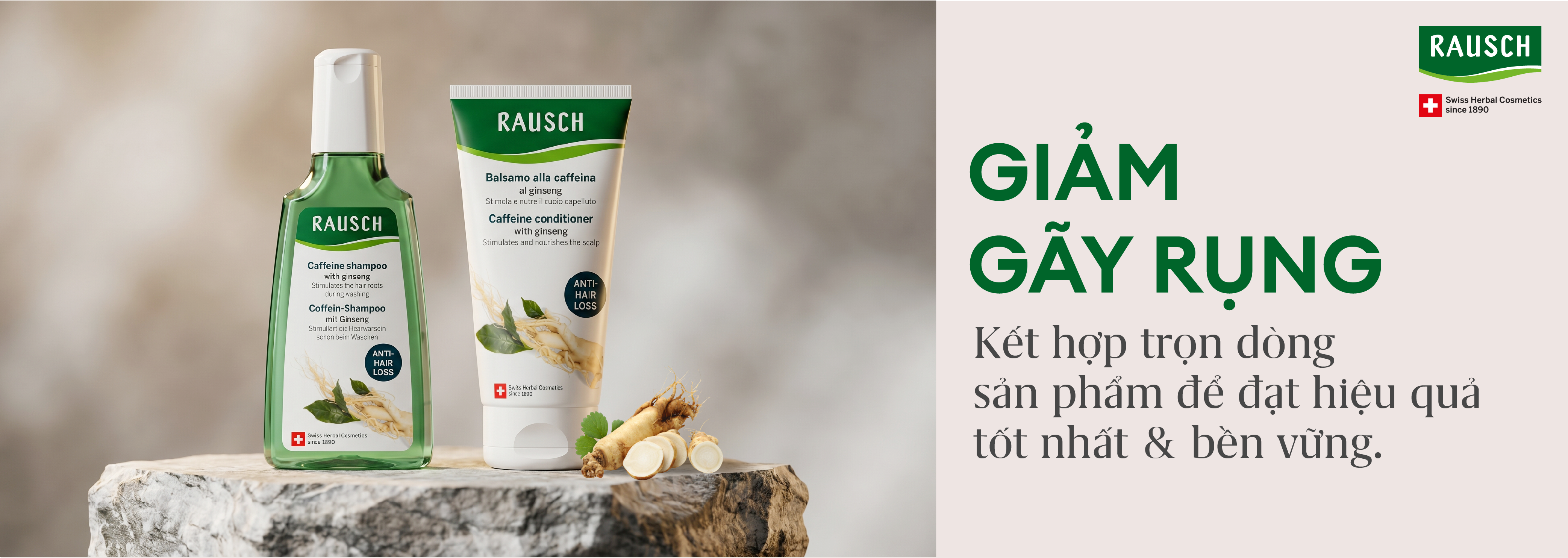 Ginseng - Nhân sâm