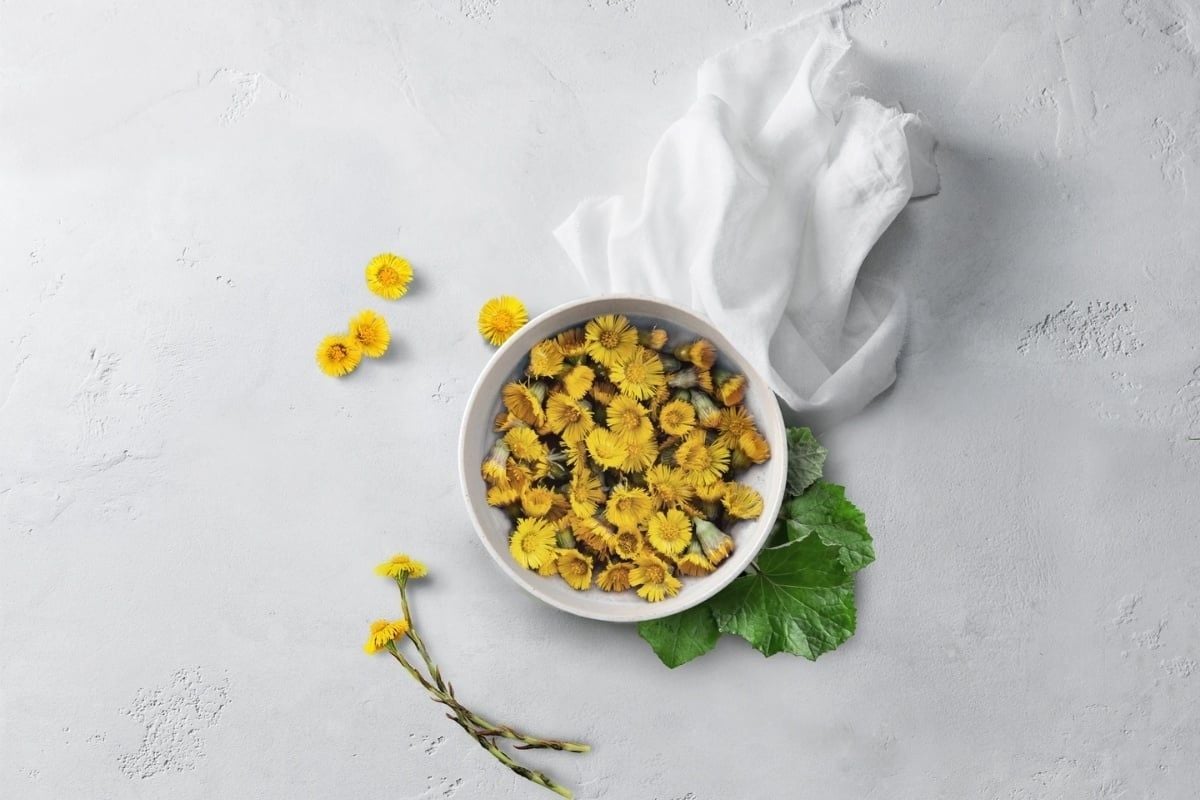 coltsfoot-khoan-dong-hoa-la-gi-phan-an-asia