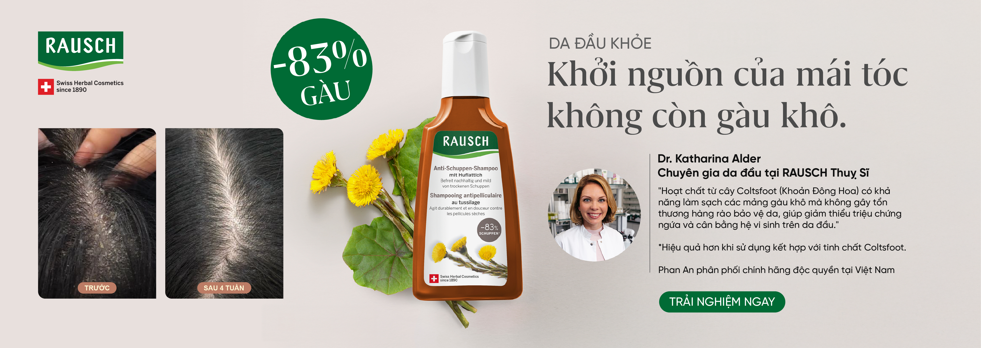 Coltsfoot - Cúc khoản đông hoa