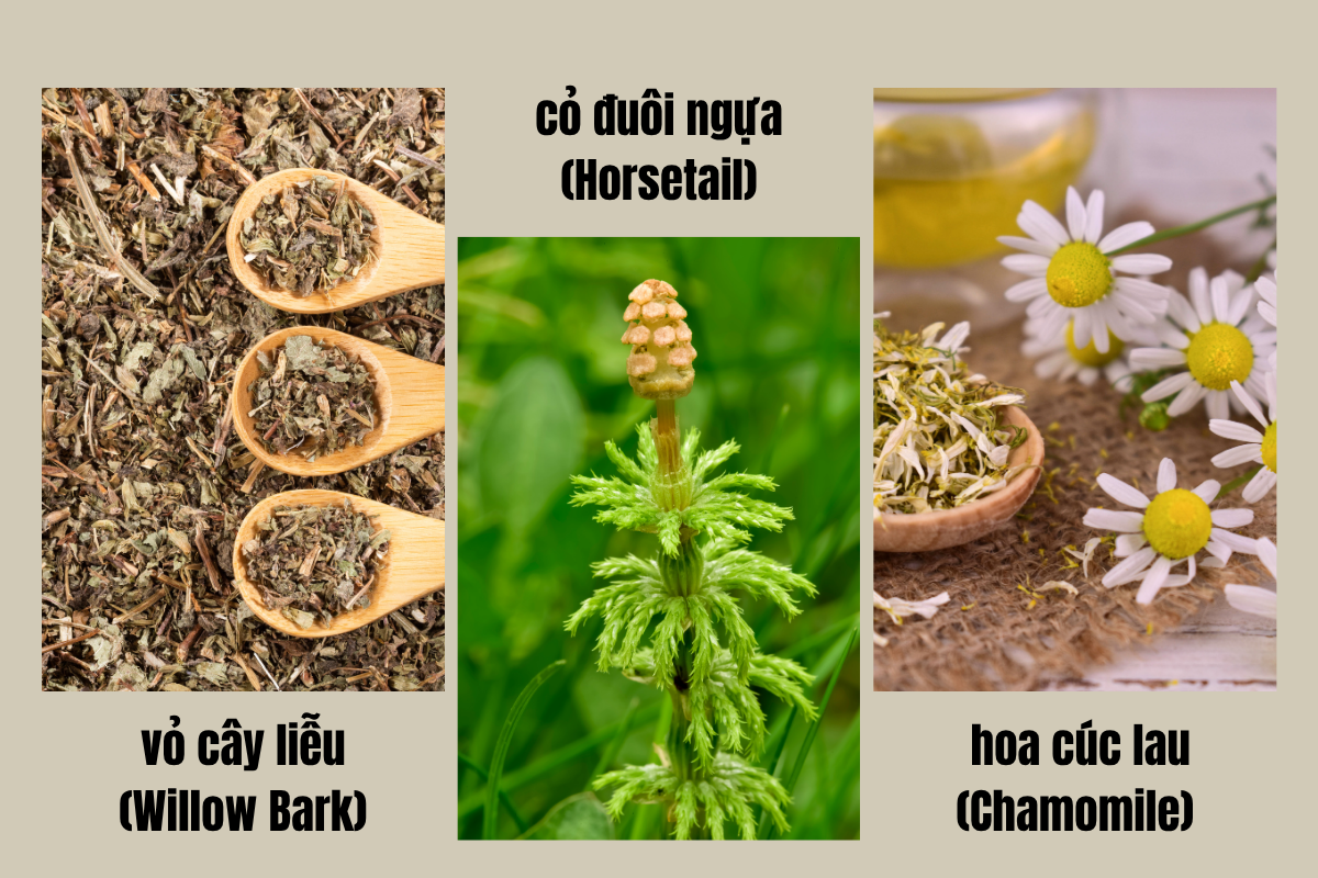 cac-loai-thao-moc-duoc-rausch-chon-loc-u-len-men-phan-an-asia