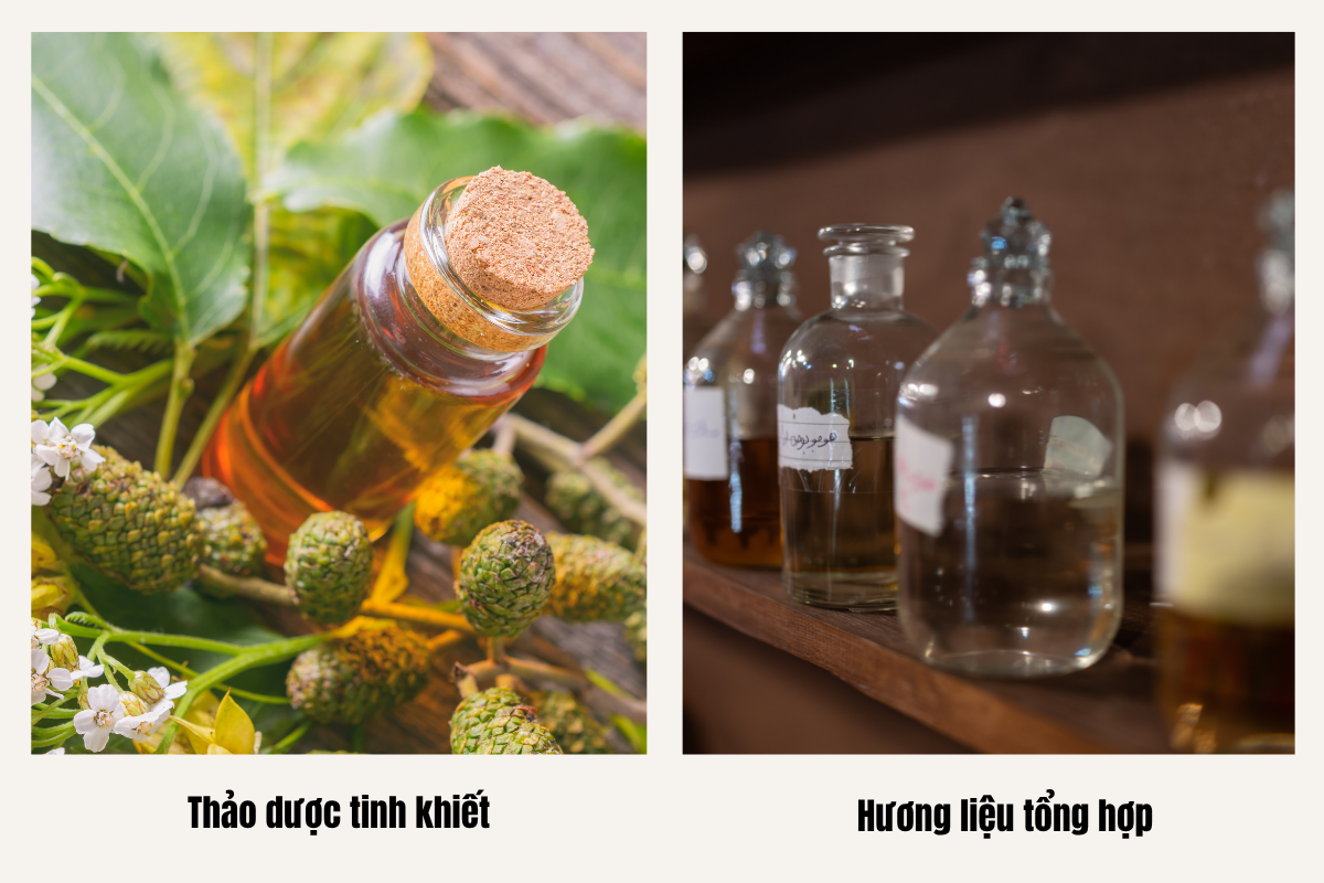 phan-biet-huong-lieu-thao-moc-tinh-khiet-va-tong-hop-phan-an-asia