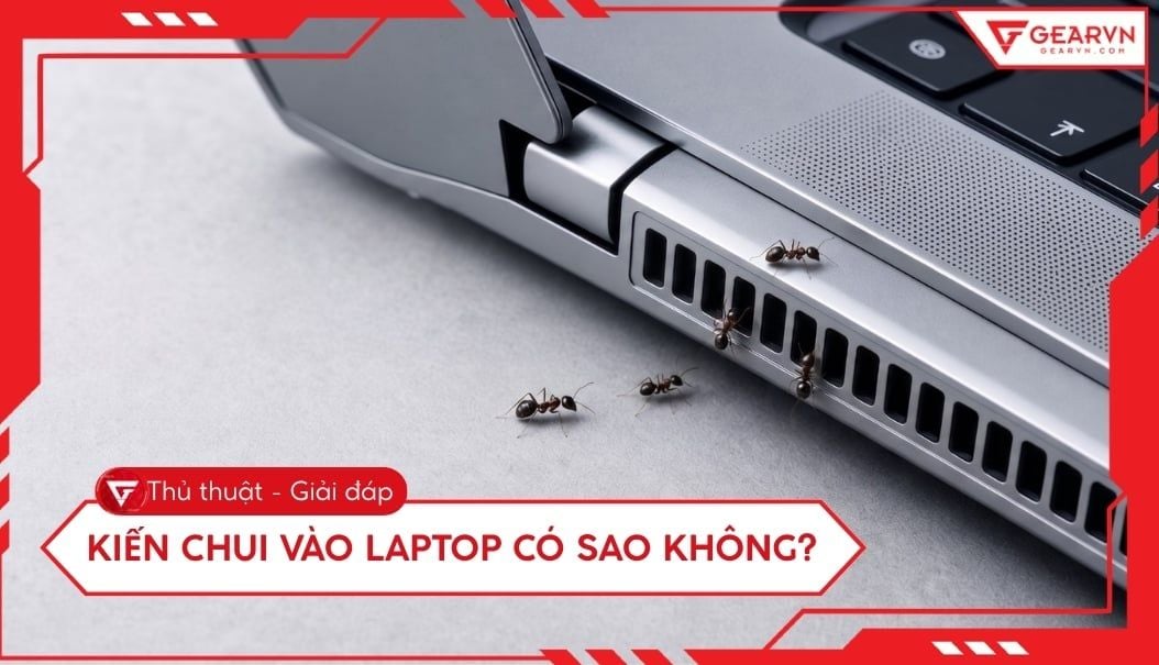 Kiến chui vào laptop có sao không? Cách xử lý an toàn nhất