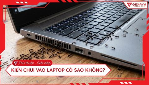 Kiến chui vào laptop có sao không? Cách xử lý an toàn nhất