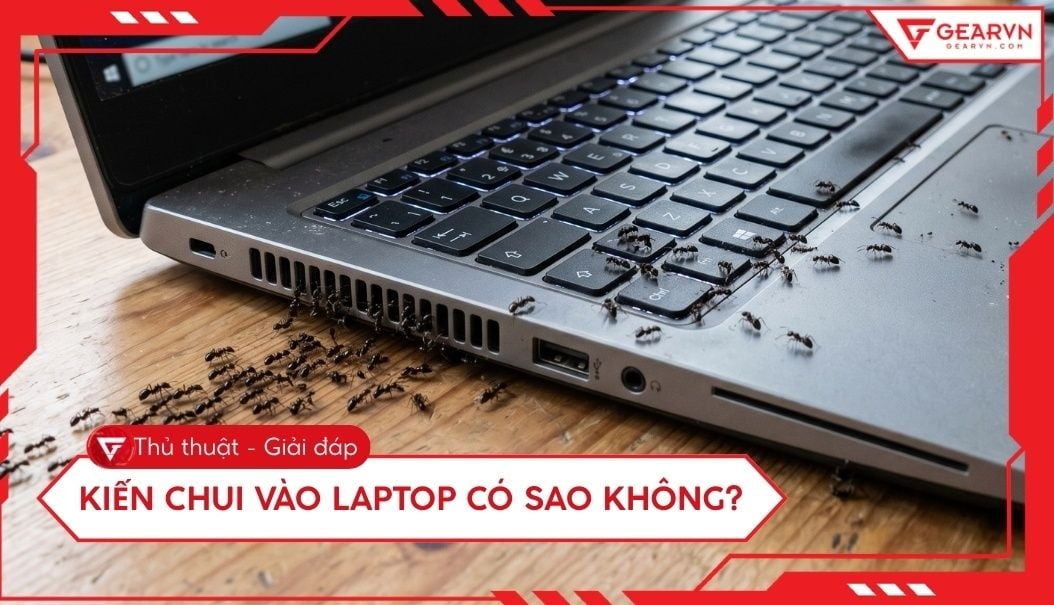 Kiến chui vào laptop có sao không? Cách xử lý an toàn nhất