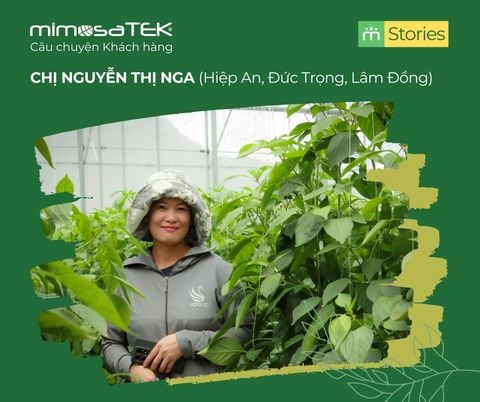 HÀNH TRÌNH CHUYỂN MÌNH LÊN GIÁ THỂ CÙNG GIẢI PHÁP MIMOSATEK