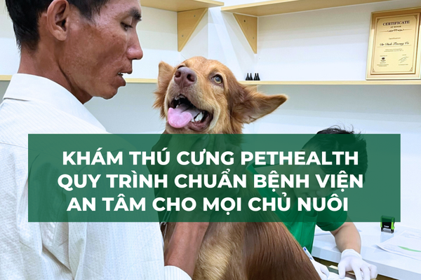 Khám Thú Cưng Pethealth – Quy Trình Chuẩn Bệnh Viện Thú Y