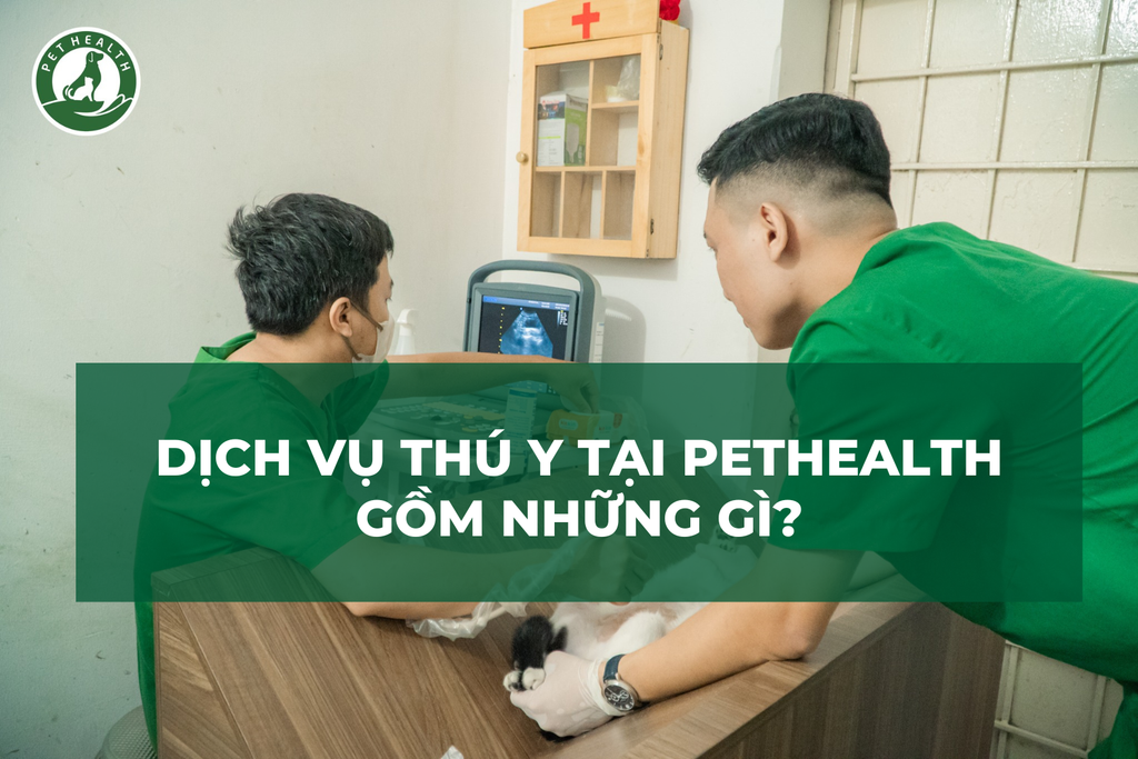 Dịch Vụ Thú Y Tại PetHealth Gồm Những Gì?