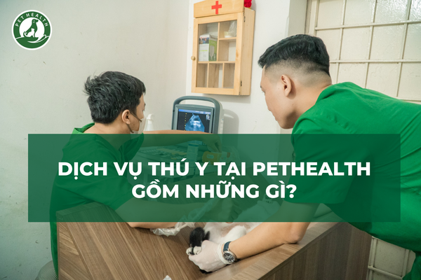 Dịch Vụ Thú Y Tại PetHealth Gồm Những Gì?
