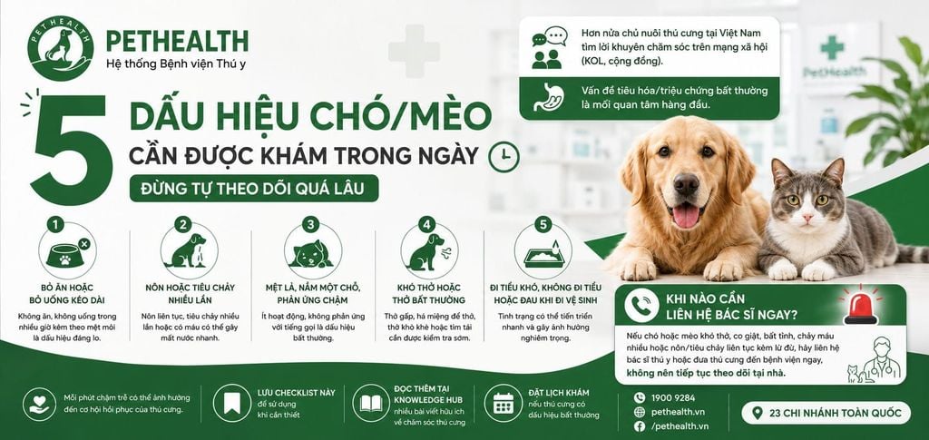 5 DẤU HIỆU CHÓ/MÈO CẦN ĐƯỢC KHÁM TRONG NGÀY — ĐỪNG TỰ THEO DÕI QUÁ LÂU