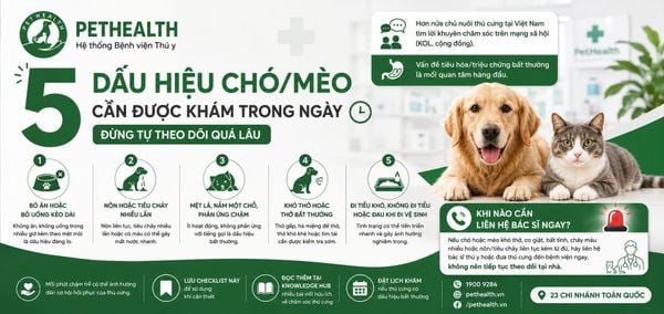 5 DẤU HIỆU CHÓ/MÈO CẦN ĐƯỢC KHÁM TRONG NGÀY — ĐỪNG TỰ THEO DÕI QUÁ LÂU