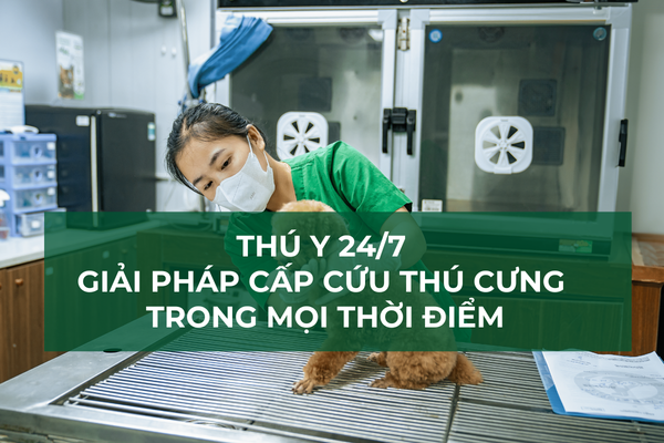 Thú Y 24/7 – Giải Pháp Cấp Cứu Thú Cưng Mọi Thời Điểm