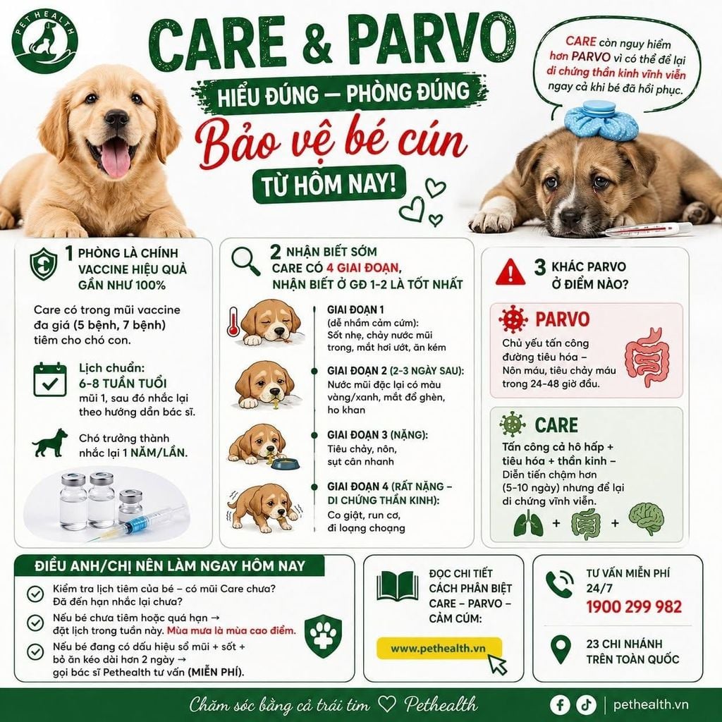Bệnh Care là gì? Vì sao được gọi là 