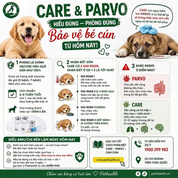 Bệnh Care là gì? Vì sao được gọi là 