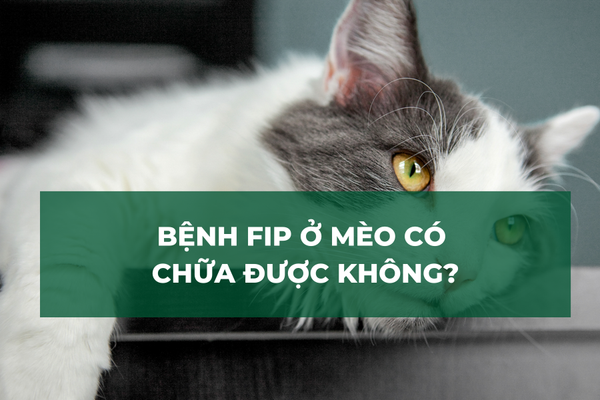 Bệnh FIP ở mèo: Có chữa được không?