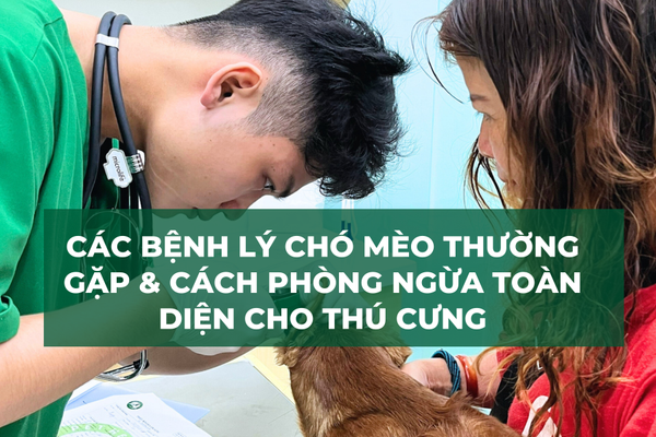 Các Bệnh Lý Chó Mèo Thường Gặp Và Cách Phòng Ngừa Toàn Diện Cho Thú Cưng