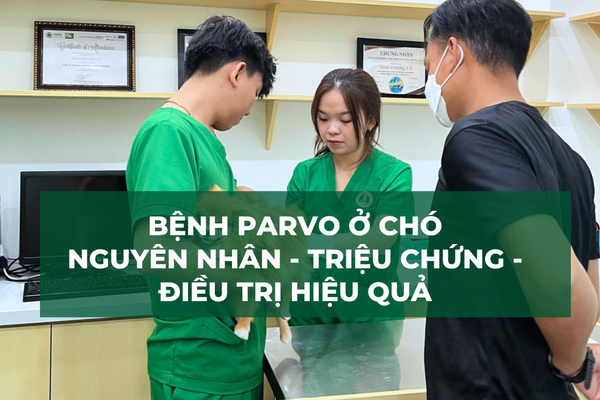 Bệnh Parvo ở chó: Nguyên nhân – Triệu chứng – Điều trị hiệu quả