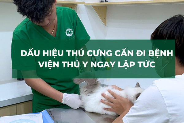 Dấu Hiệu Thú Cưng Cần Đi Bệnh Viện Thú Y Ngay Lập Tức