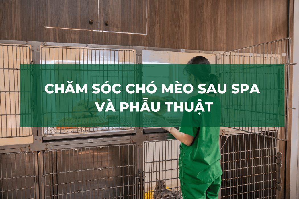 Chăm Sóc Chó Mèo Sau Spa & Phẫu Thuật: Những Điều Chủ Nuôi Không Nên Bỏ Qua