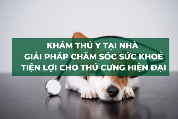 Khám Thú Y Tại Nhà – Giải Pháp Chăm Sóc Sức Khỏe Tiện Lợi Cho Thú Cưng Hiện Đại