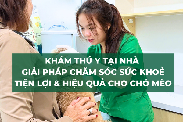 Khám Thú Y Tại Nhà – Giải Pháp Chăm Sóc Sức Khỏe Tiện Lợi & Hiệu Quả Cho Chó Mèo