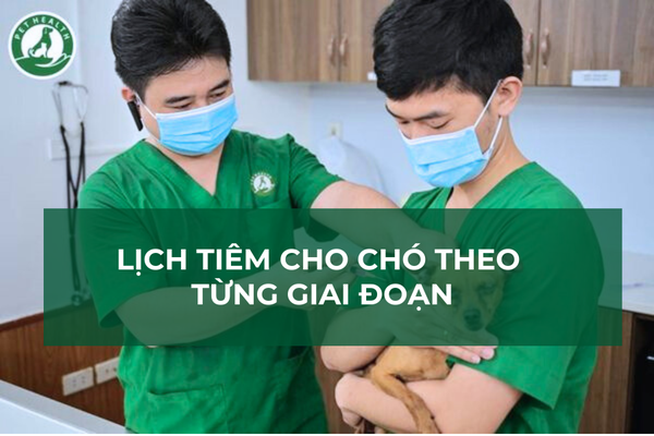 Lịch tiêm cho chó theo từng giai đoạn – Chủ nuôi nhất định phải ghi nhớ