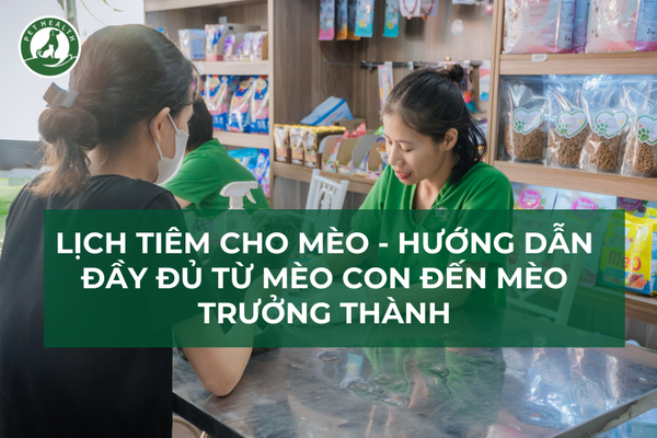 Lịch tiêm cho mèo – Hướng dẫn đầy đủ từ mèo con đến mèo trưởng thành