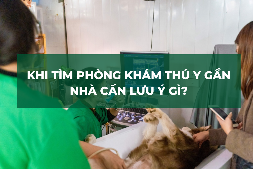 Khi Tìm Phòng Khám Thú Y Gần Nhà, Cần Lưu Ý Gì?