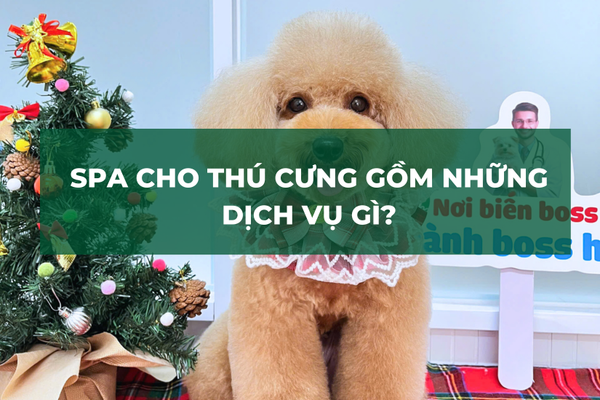 Spa Cho Chó Mèo Gồm Những Dịch Vụ Gì?