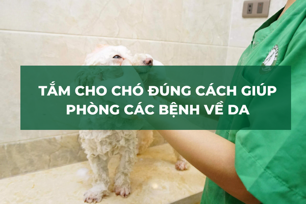 Tắm Cho Chó Đúng Cách Giúp Phòng Các Bệnh Về Da