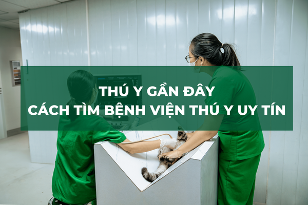 Thú Y Gần Đây – Cách Tìm Bệnh Viện Thú Y Uy Tín Cho Thú Cưng