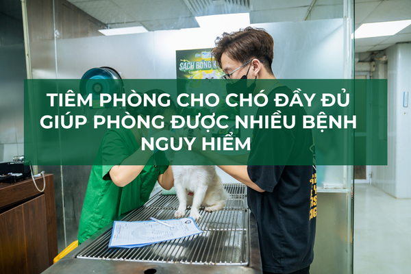 Tiêm Phòng Cho Chó Đầy Đủ Giúp Phòng Nhiều Bệnh Nguy Hiểm