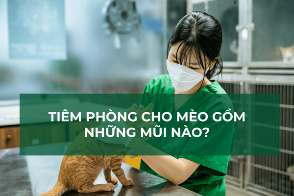 Tiêm Phòng Cho Mèo Gồm Những Mũi Nào?