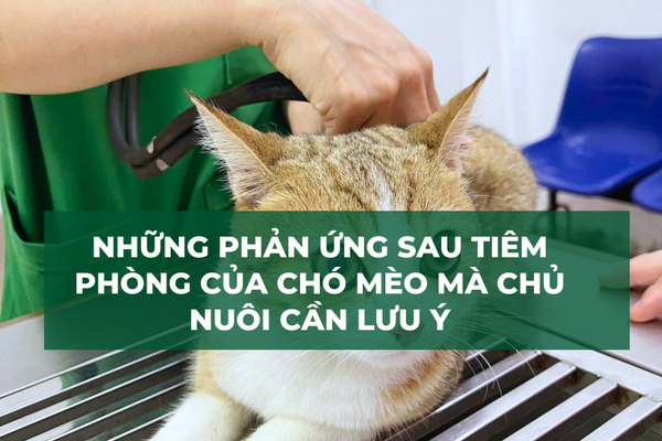 Những Phản Ứng Sau Tiêm Phòng Của Chó Mèo Mà Chủ Nuôi Cần Lưu Ý