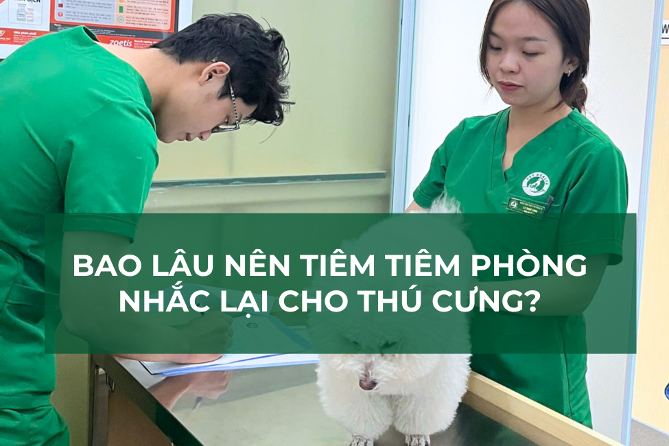 Bao Lâu Nên Tiêm Phòng Nhắc Lại Cho Thú Cưng?