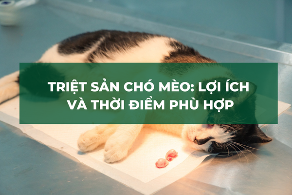 Triệt Sản Chó Mèo: Lợi Ích Và Thời Điểm Phù Hợp Chủ Nuôi Cần Biết