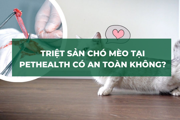 Triệt Sản Chó Mèo Tại Pethealth Có An Toàn Không?