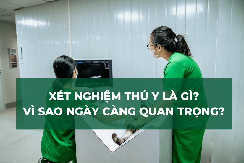 Xét Nghiệm Thú Y Là Gì? Vì Sao Ngày Càng Quan Trọng?