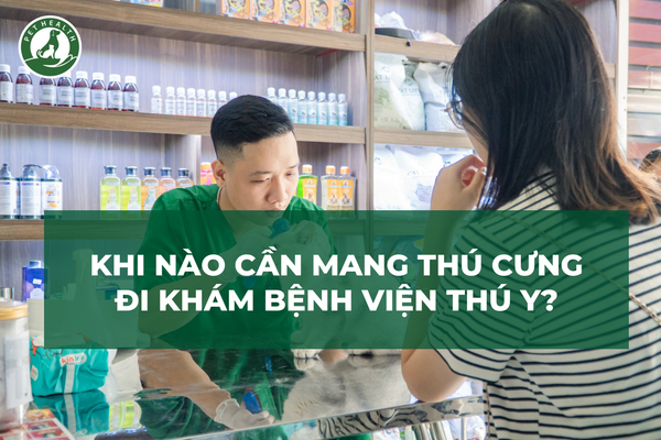 Khi Nào Cần Đưa Thú Cưng Đi Khám Bệnh Viện Thú Y?