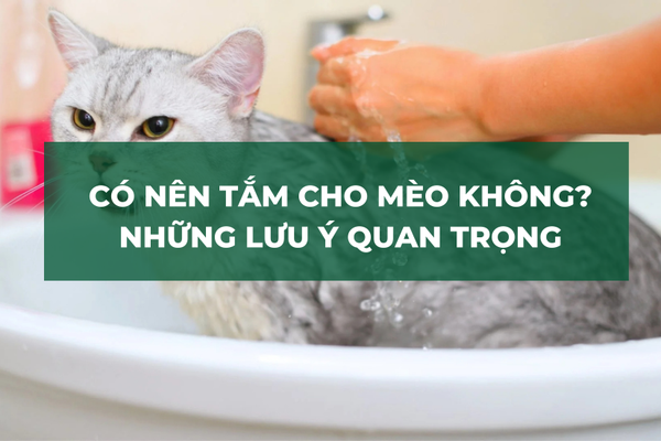 Có Nên Tắm Cho Mèo Không? Những Lưu Ý Quan Trọng