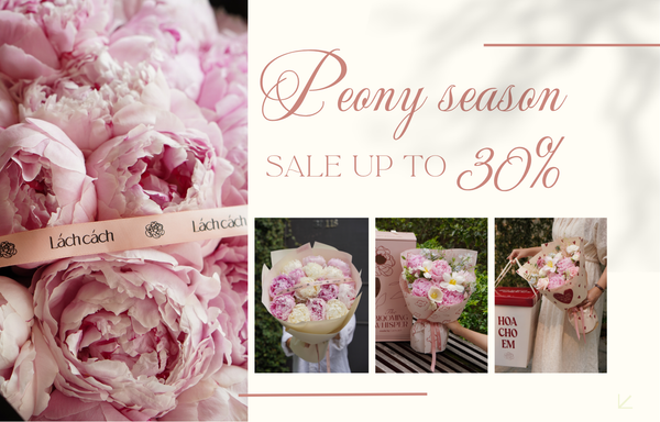 MÙA PEONY 2026: HOA ĐẸP RỰC RỠ, ƯU ĐÃI NGỌT NGÀO LÊN ĐẾN 30%
