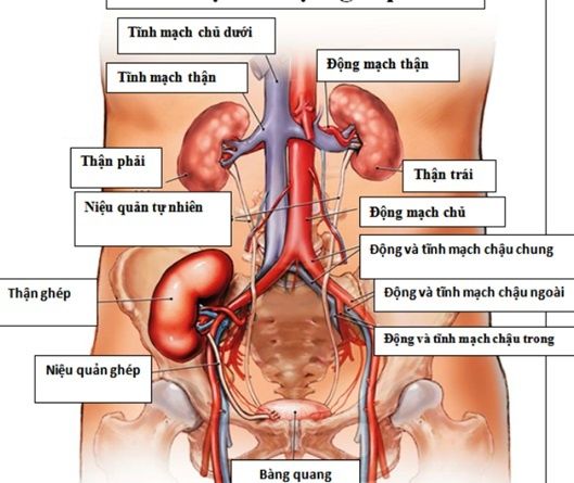 Ghép thận – Những điều cần biết (phần 1)