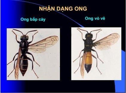 Thoát “cửa tử” sau khi bị ong mật đốt khoảng 40 mũi: Cảnh báo nguy cơ phản vệ có thể đe dọa tính mạng